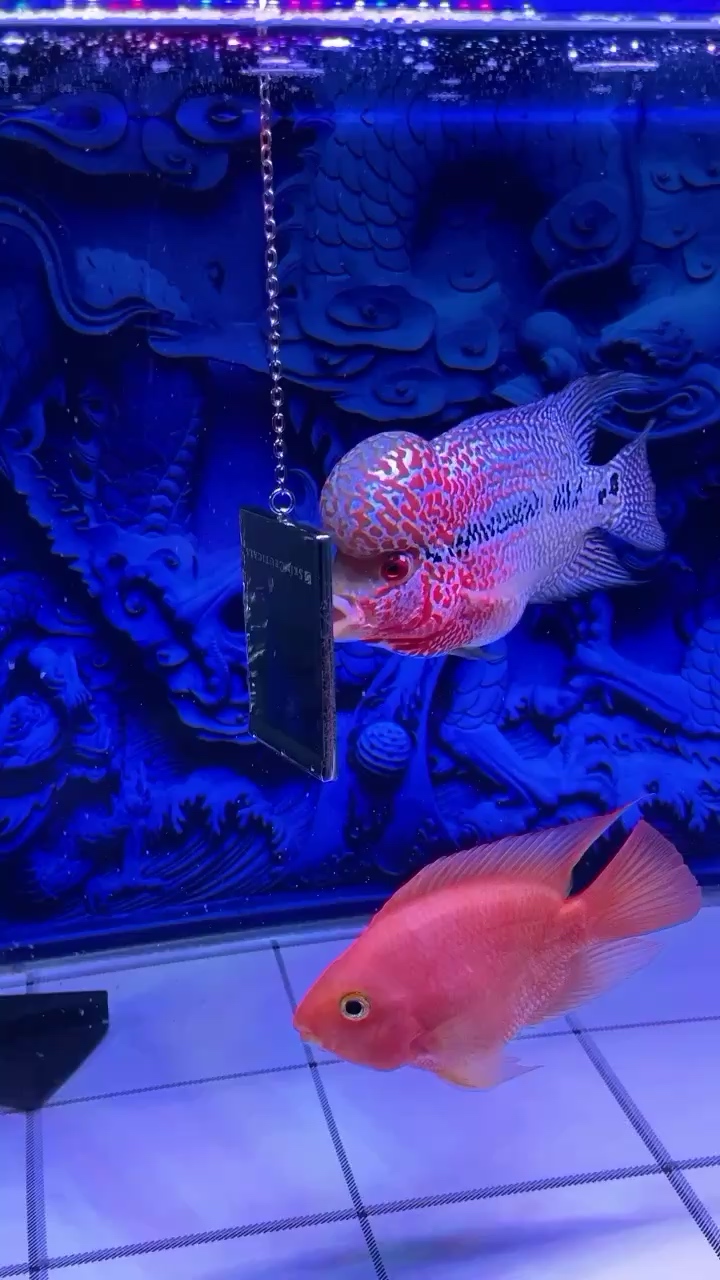 南充水族館火氣大得很