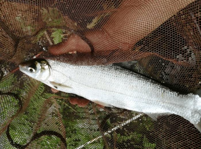 鯪魚是什么魚【用鯪魚料能不能釣鯽魚】