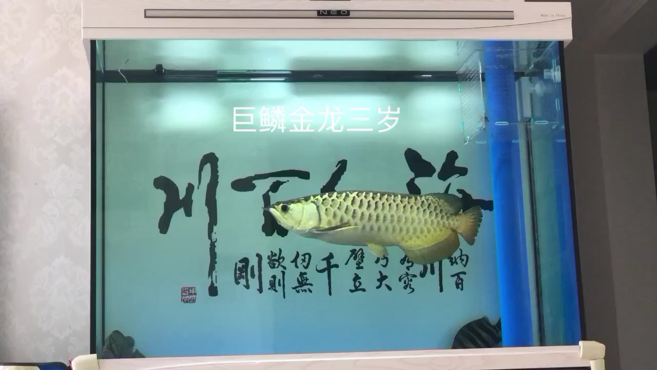 濰坊水族館據說看到這個的魚友會發(fā)大財哦