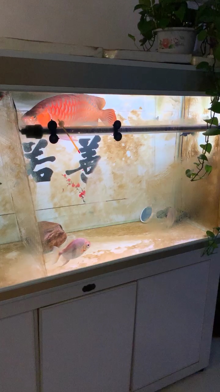 隴南觀賞魚市場誰為你披上了紅裝 觀賞魚市場（混養(yǎng)魚）