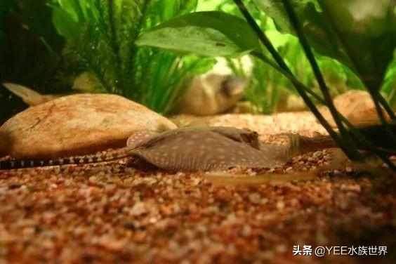 龍魚趴缸底是什么原因【龍魚趴缸如何治療】