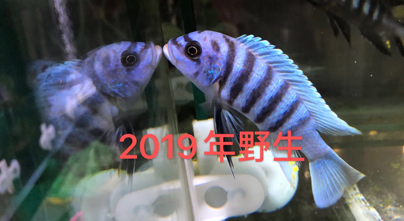 大骷髏是不是要瀕危了？ 斯維尼關(guān)刀魚 第8張