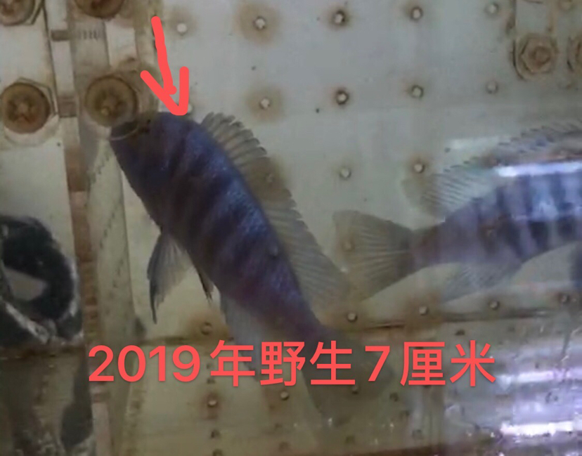 大骷髏是不是要瀕危了？ 斯維尼關(guān)刀魚 第10張