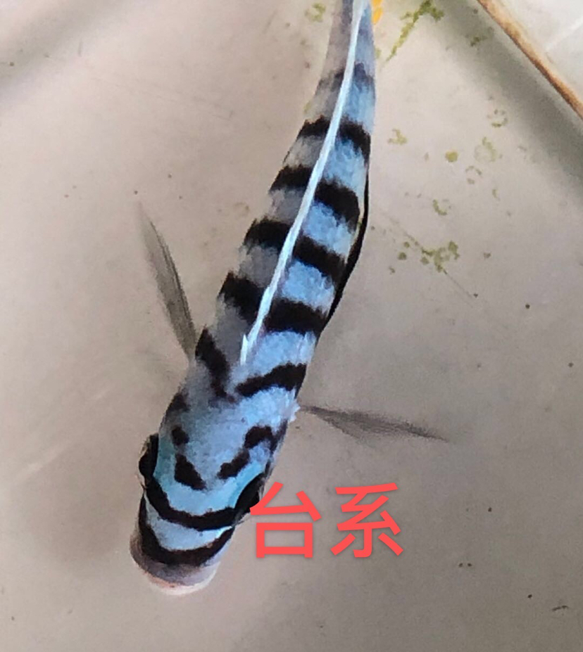 大骷髏是不是要瀕危了？ 斯維尼關(guān)刀魚 第12張