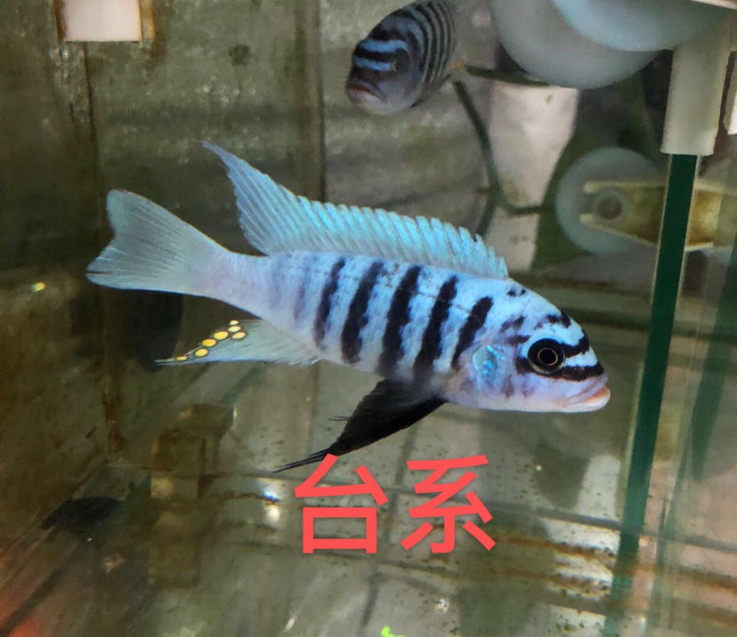 大骷髏是不是要瀕危了？ 斯維尼關(guān)刀魚 第14張