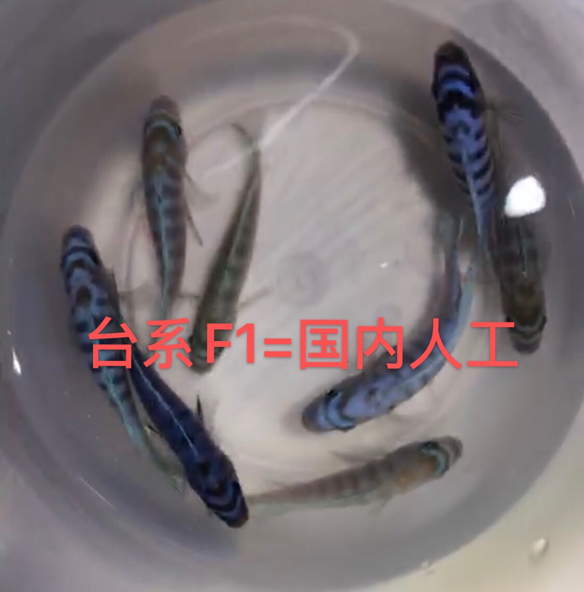 大骷髏是不是要瀕危了？ 斯維尼關(guān)刀魚 第16張