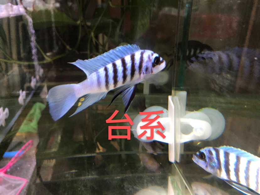 大骷髏是不是要瀕危了？ 斯維尼關(guān)刀魚 第15張