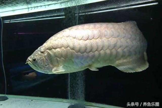 龍魚鱗片有洞是什么病【金龍魚戳鱗什么意思】