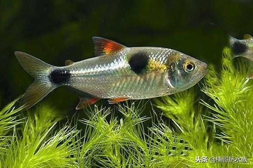 龍魚(yú)魚(yú)鱗充血圖片【龍魚(yú)多少種顏色】