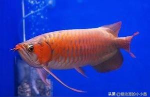 龍魚鱗片發(fā)白腐蝕圖片【投資大黃魚苗養(yǎng)殖賺錢嗎】 龍魚批發(fā)