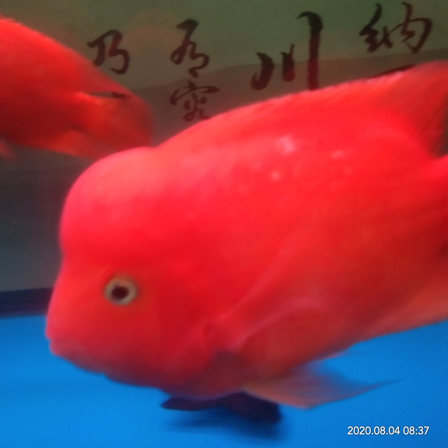 恩施土家族苗族自治州水族館爆頭了 龍魚(yú)百科 第4張