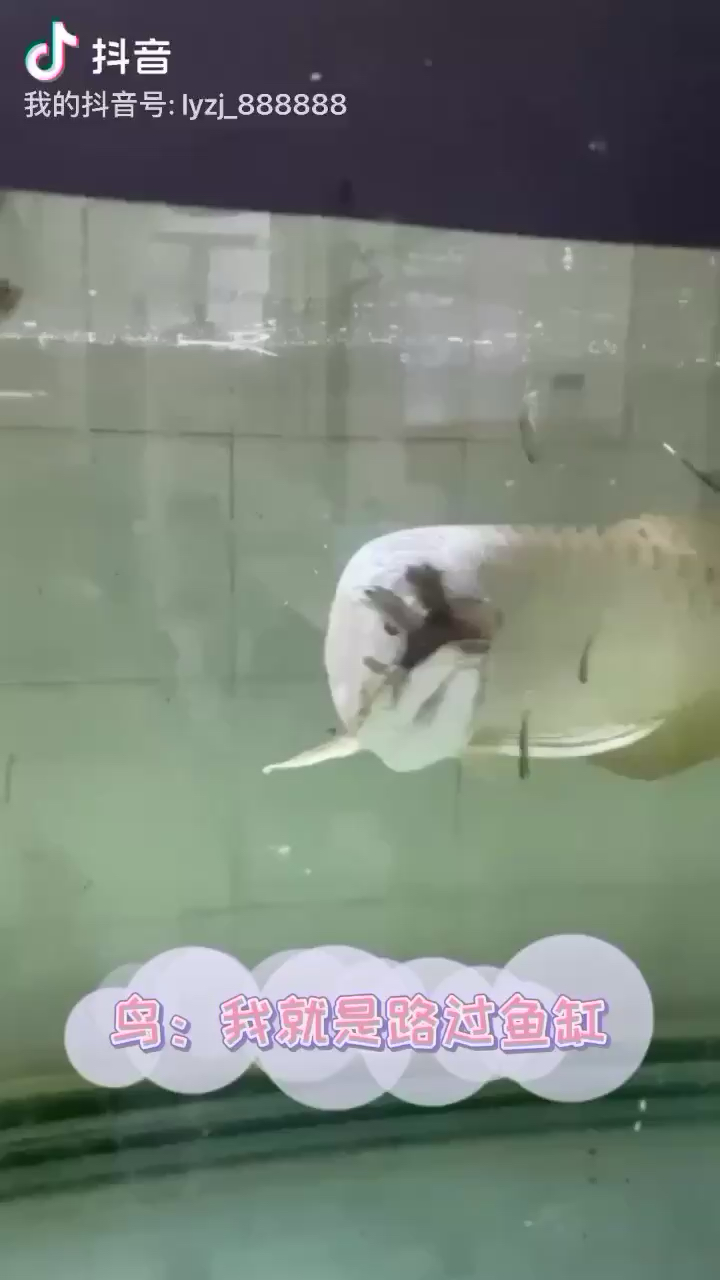 內(nèi)江水族館龍魚也能捉鳥吃