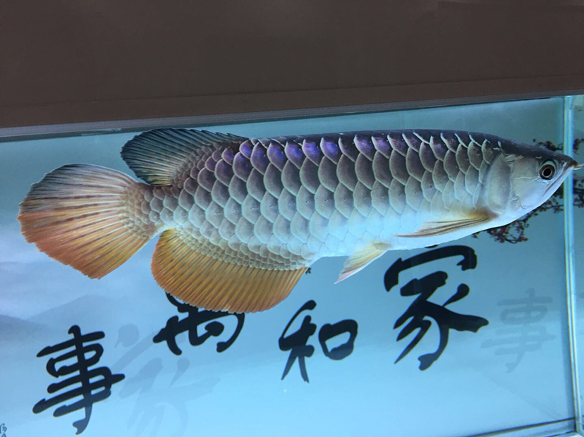 梅州觀賞魚市場(chǎng)目前養(yǎng)過最好的一條龍魚