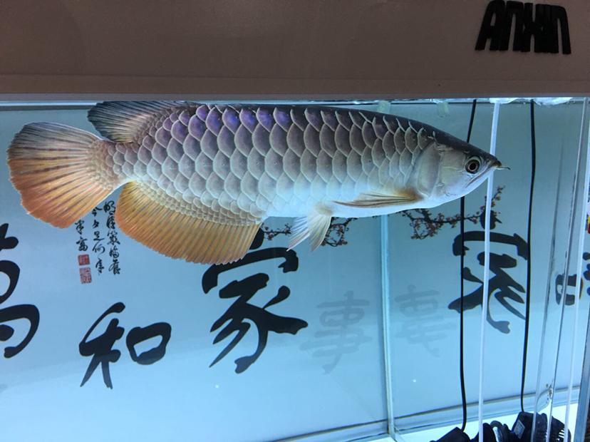 梅州觀賞魚市場(chǎng)目前養(yǎng)過最好的一條龍魚