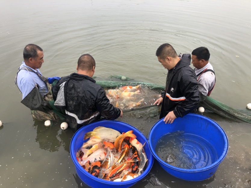 晉中水族館現(xiàn)場打魚照片拍攝好魚多多 祥龍龍魚專用水族燈 第6張