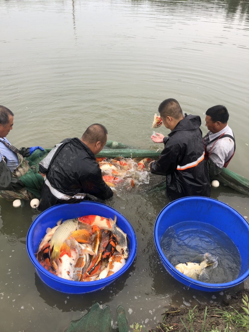 晉中水族館現(xiàn)場打魚照片拍攝好魚多多 祥龍龍魚專用水族燈 第4張