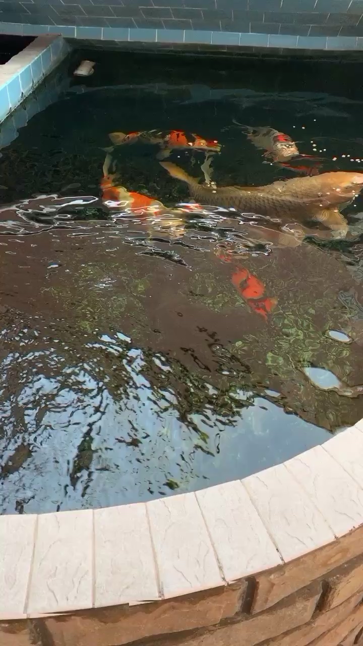 喀什水族館老油綠水