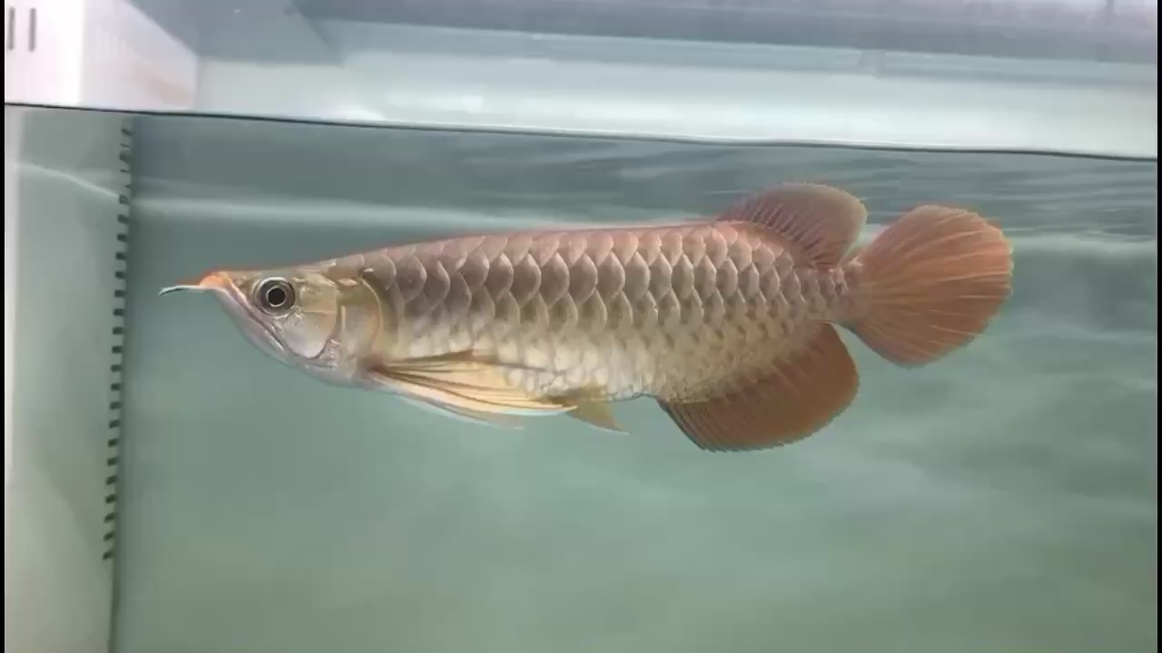 濱州水族館在售27號烈焰