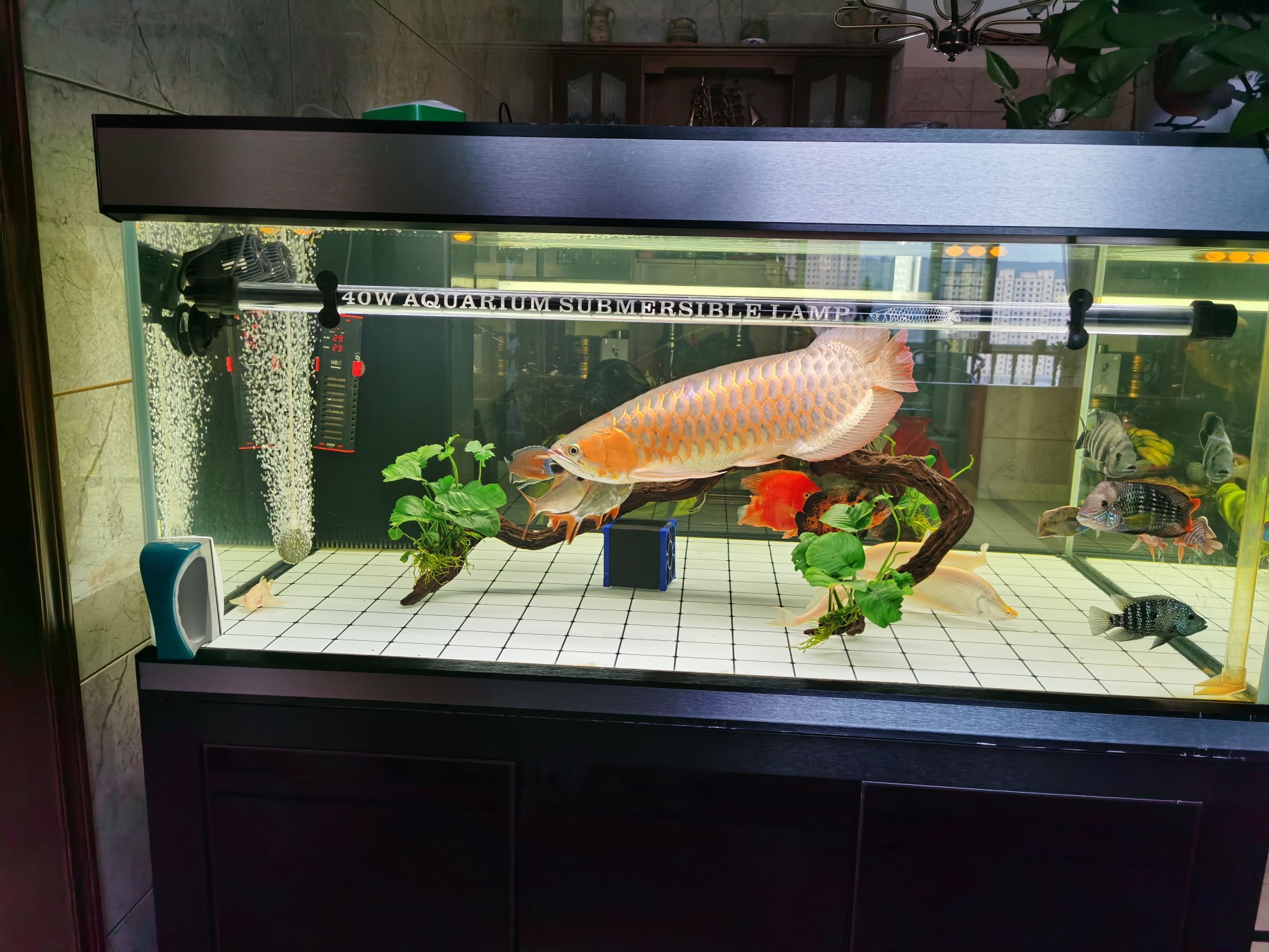 河池觀賞魚市場明天破屋變洋房 觀賞魚市場（混養(yǎng)魚） 第1張