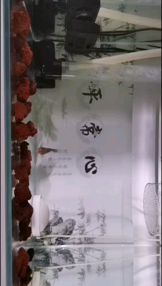 還是小鴻運(yùn)遺孀和古典苗 祥禾Super Red紅龍魚(yú) 第1張