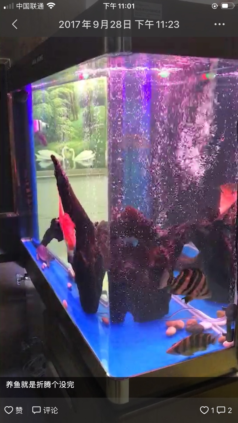 新余水族館歲月讓缸變小了 泰龐海蓮魚(yú) 第2張