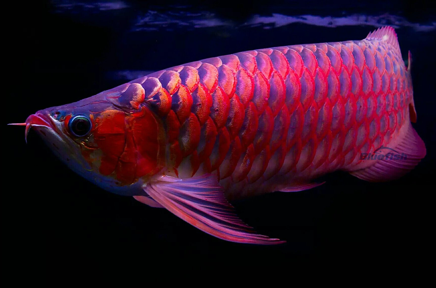 泉州水族館打卡上班去