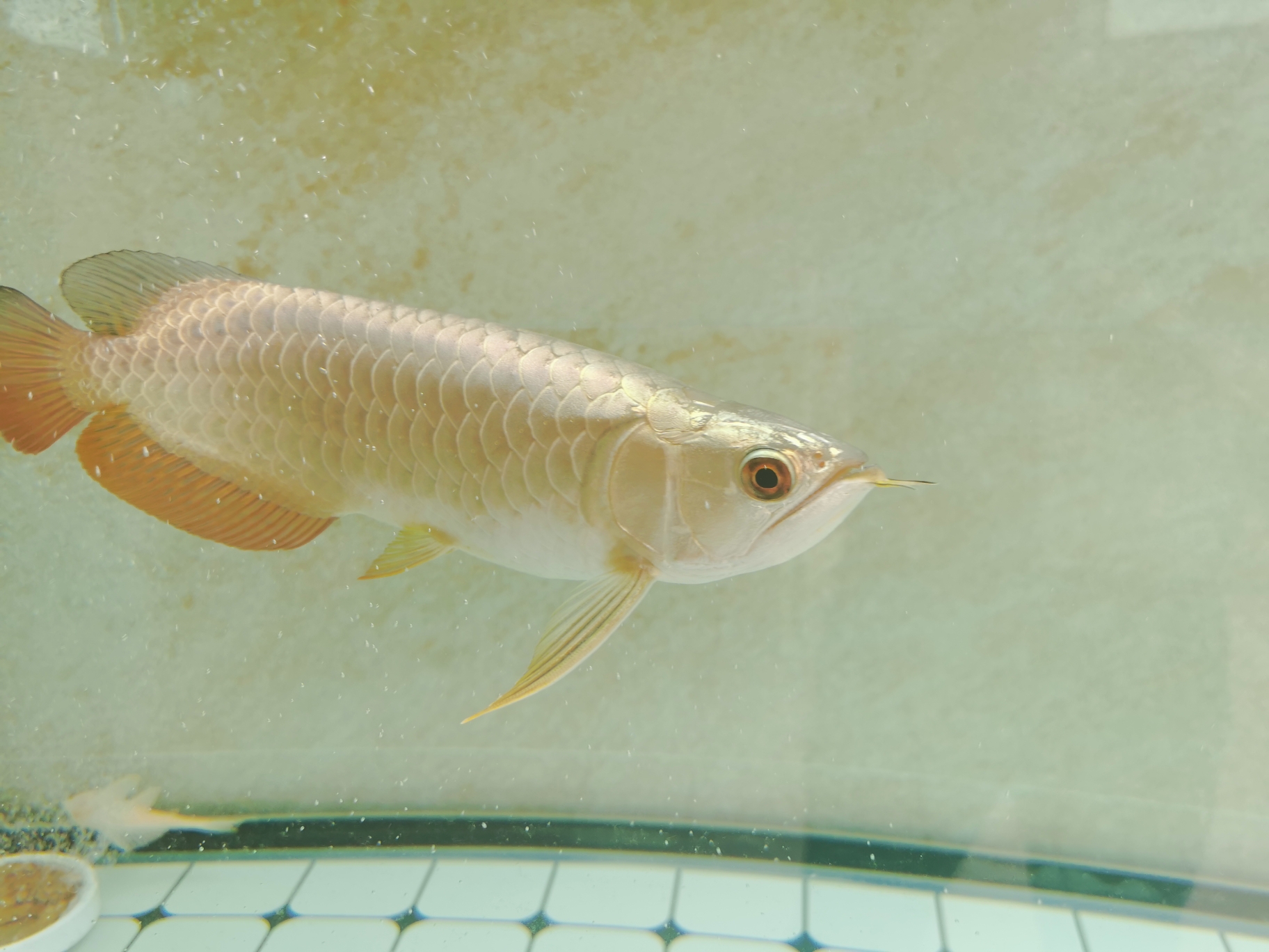 一個月的對比照 白寫錦鯉魚 第8張