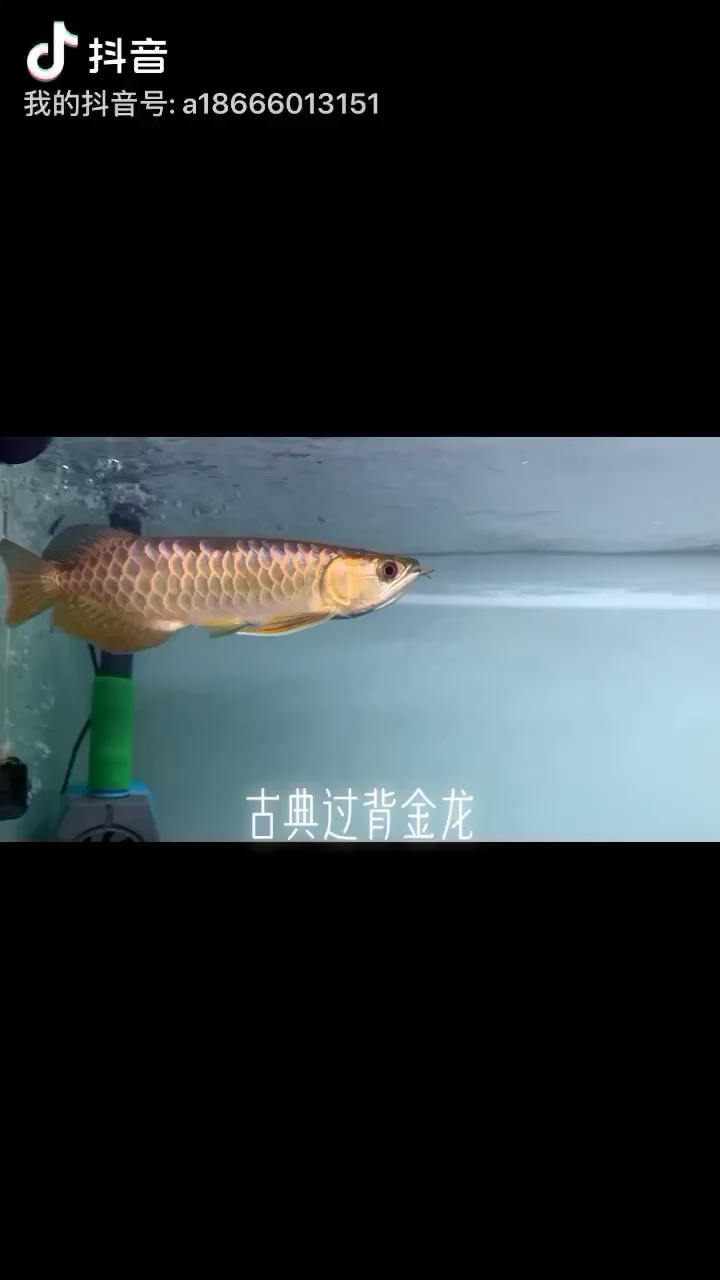 鯊魚嘴古典過背金龍 硝化細(xì)菌