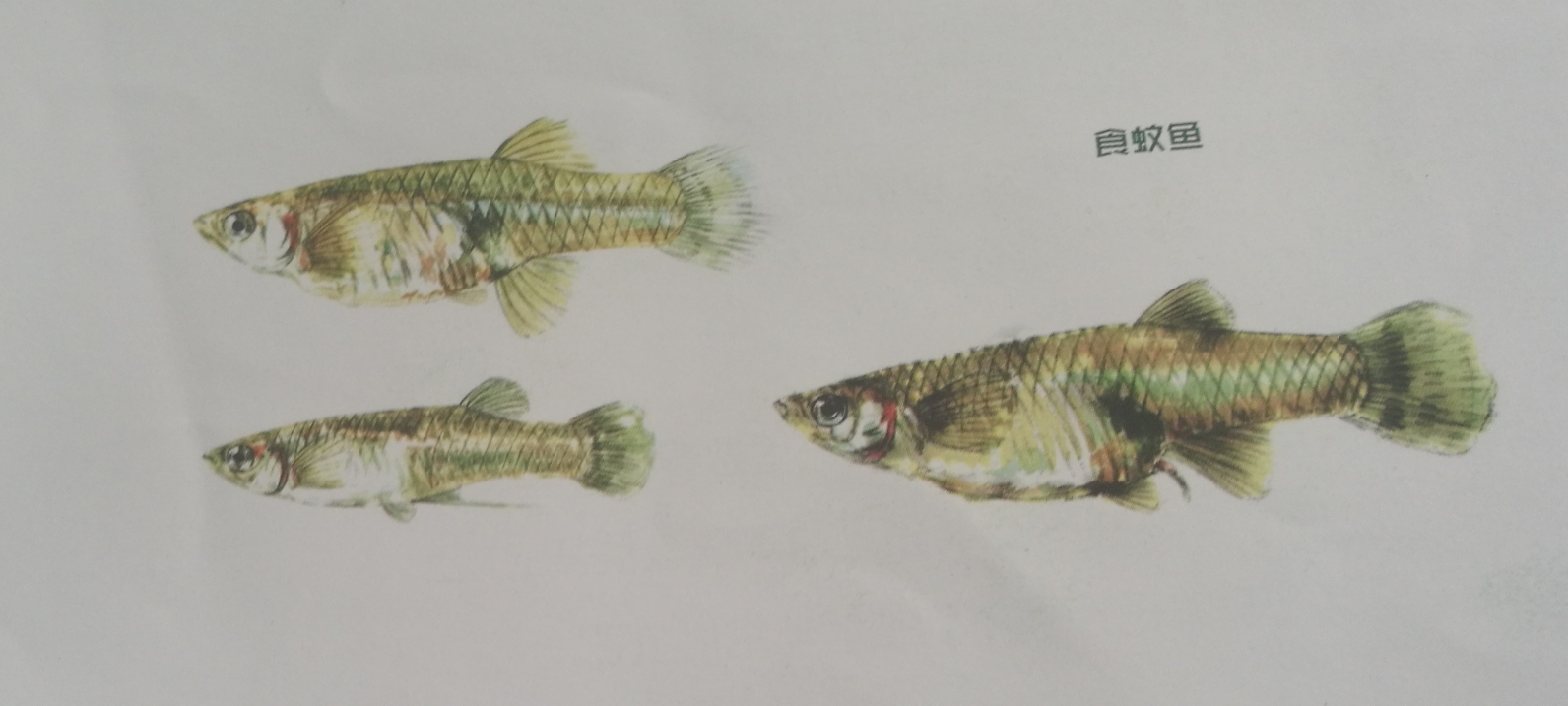 食蚊魚:是汽水魚嗎？