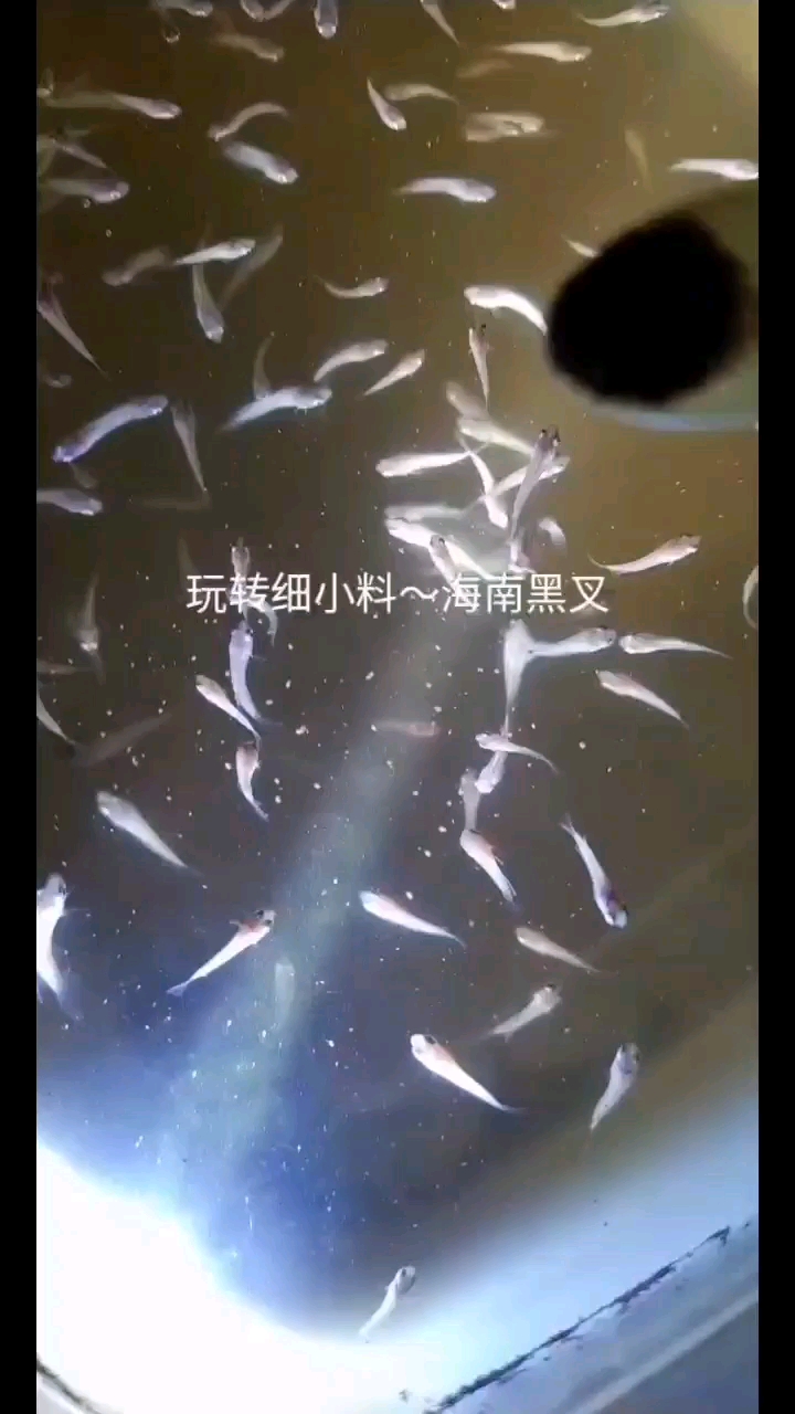 說魚～搜魚怒放的生命～海南黑叉 硝化細(xì)菌