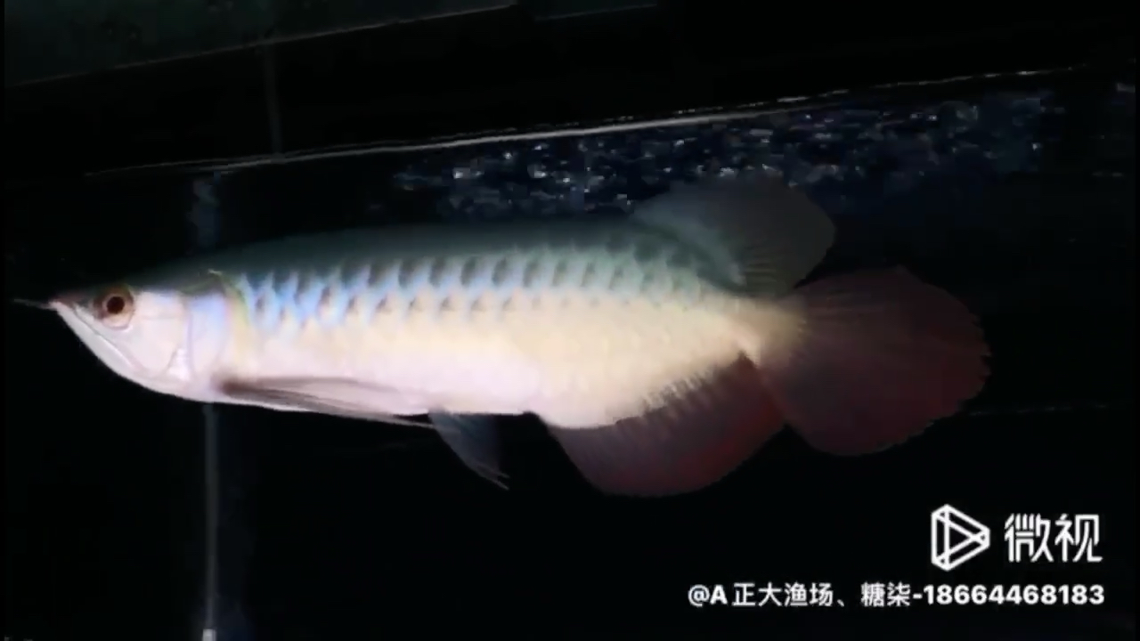 30公分大湖魚