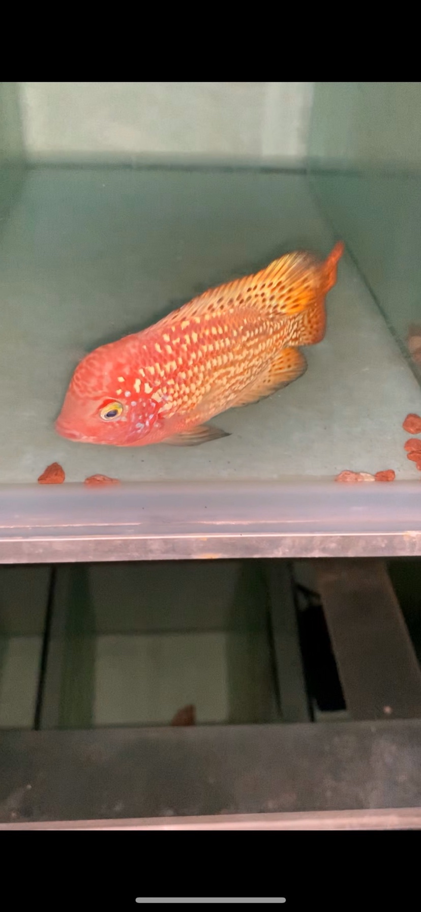 大理白族自治州觀賞魚市場小魚苗成長變化 觀賞魚市場（混養(yǎng)魚） 第8張