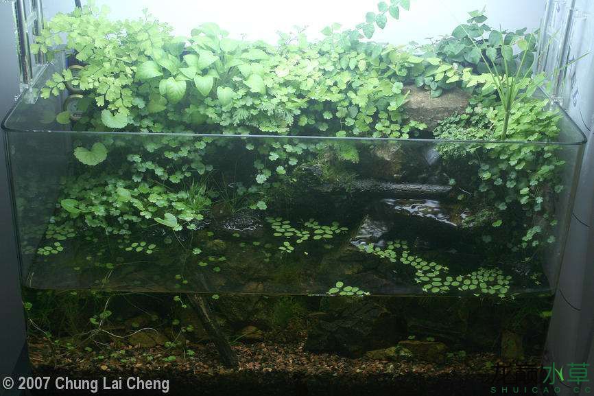 濮陽(yáng)觀賞魚市場(chǎng)2007年AGA造景比賽部分獲獎(jiǎng)作品 觀賞魚市場(chǎng)（混養(yǎng)魚） 第16張