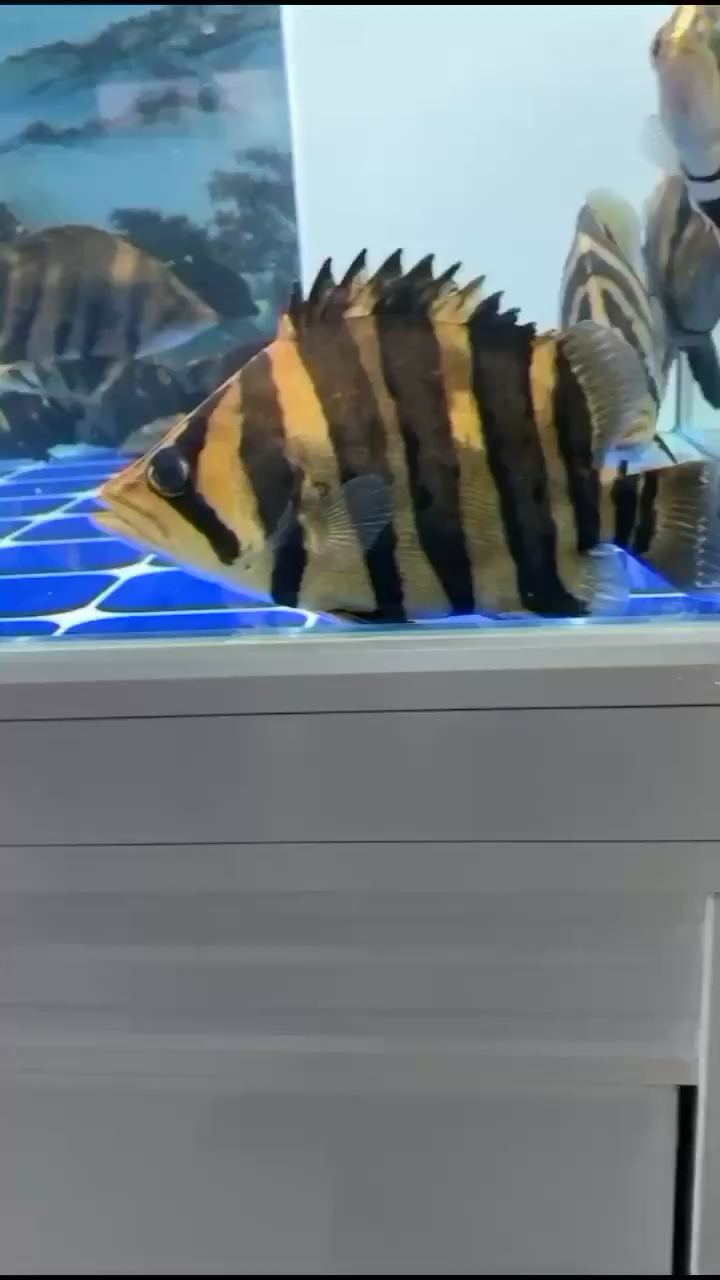 遼陽水族館粗紋