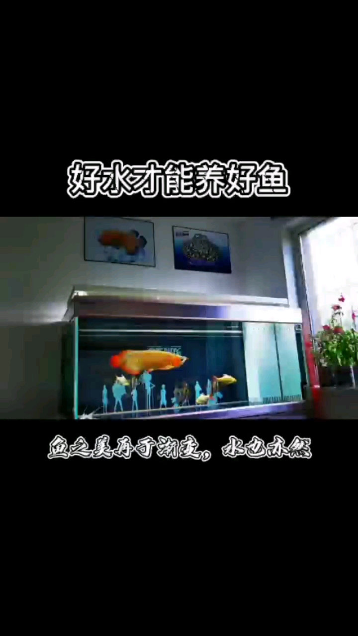 好水出好魚(yú)