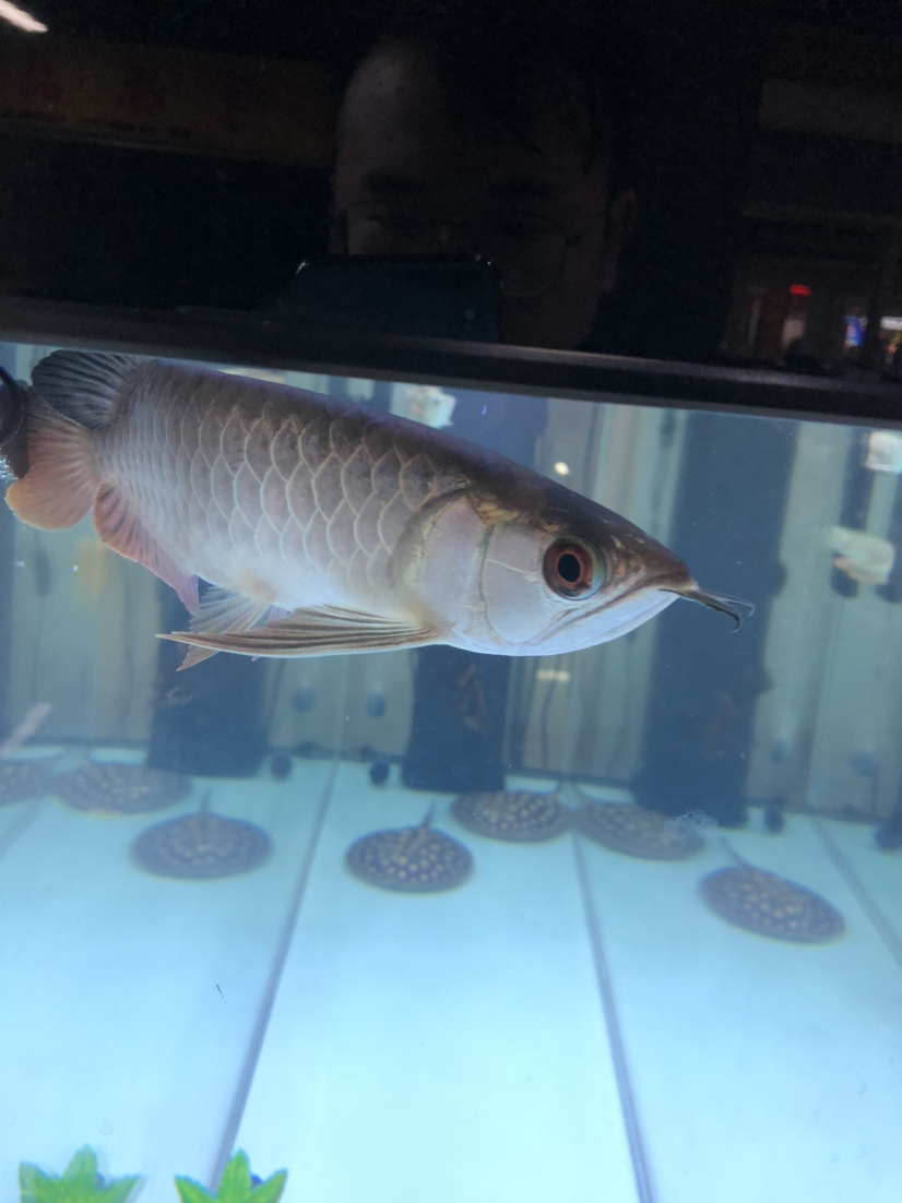 咸陽水族館魚吃的比我想象中要多呀 白子黃化銀龍魚 第4張