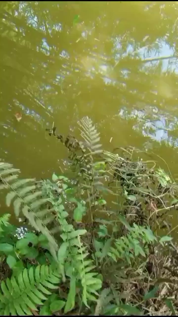 這條好似龍魚(yú)啊