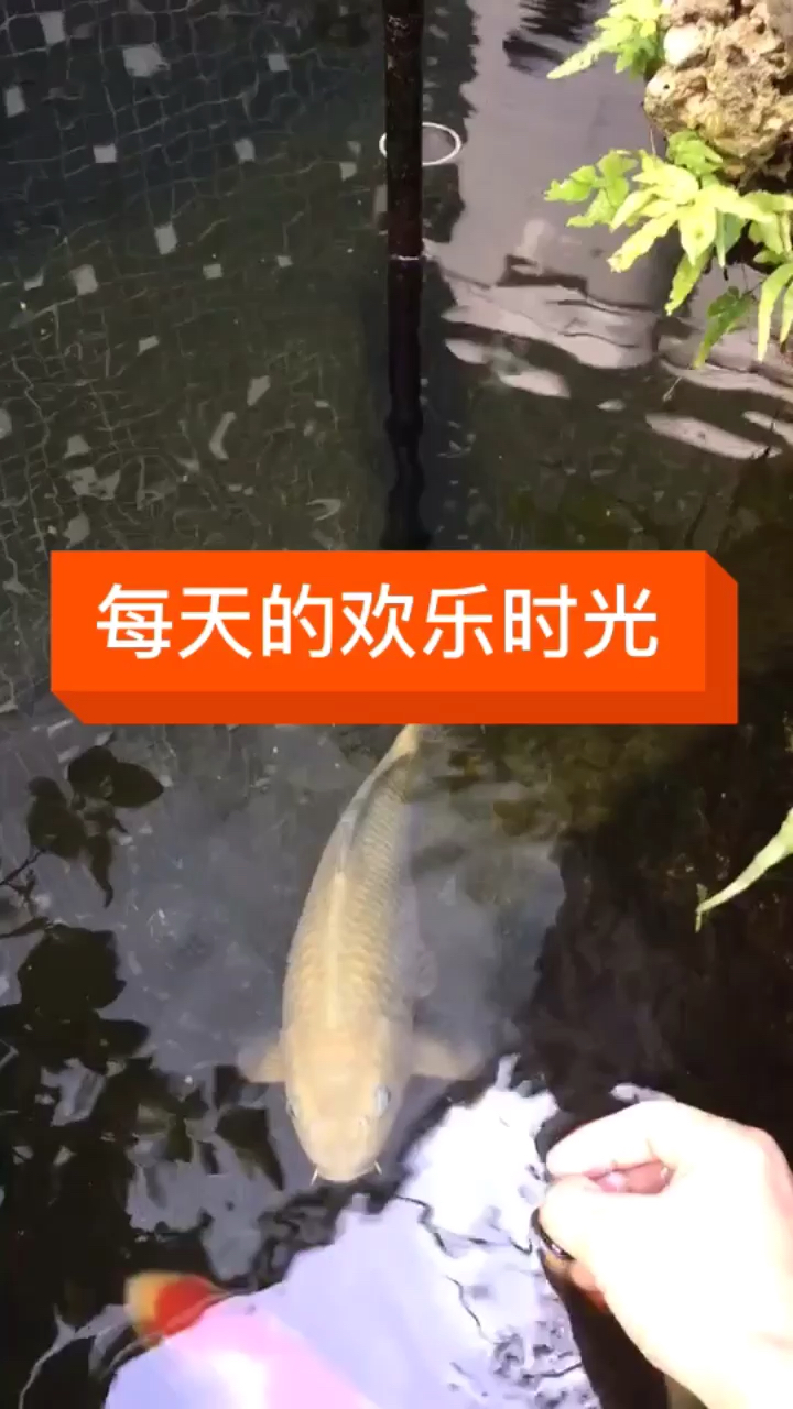 每天喂食最開心