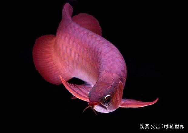 印尼辣椒紅龍魚(yú)尾鰭有黑色