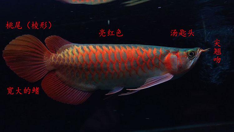 正宗綠皮紅龍魚 祥龍魚場