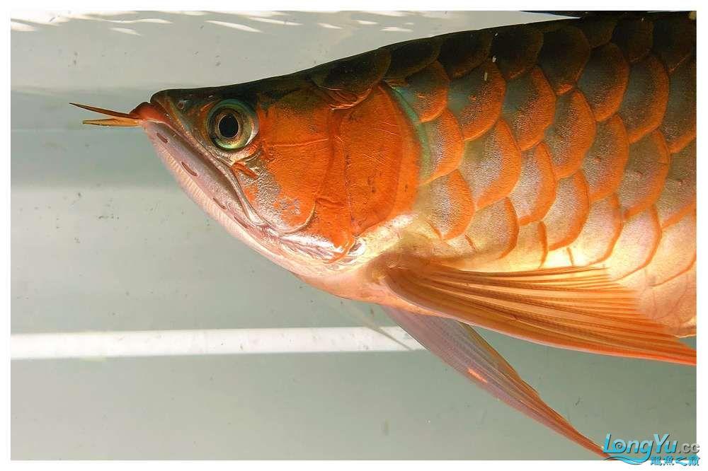 正宗綠皮紅龍魚(yú)幼魚(yú)