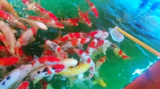 陽(yáng)江水族館肥肥搶食洪龍閣圈