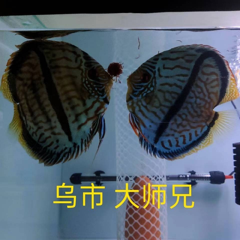 馬來一棟仙七彩神仙魚