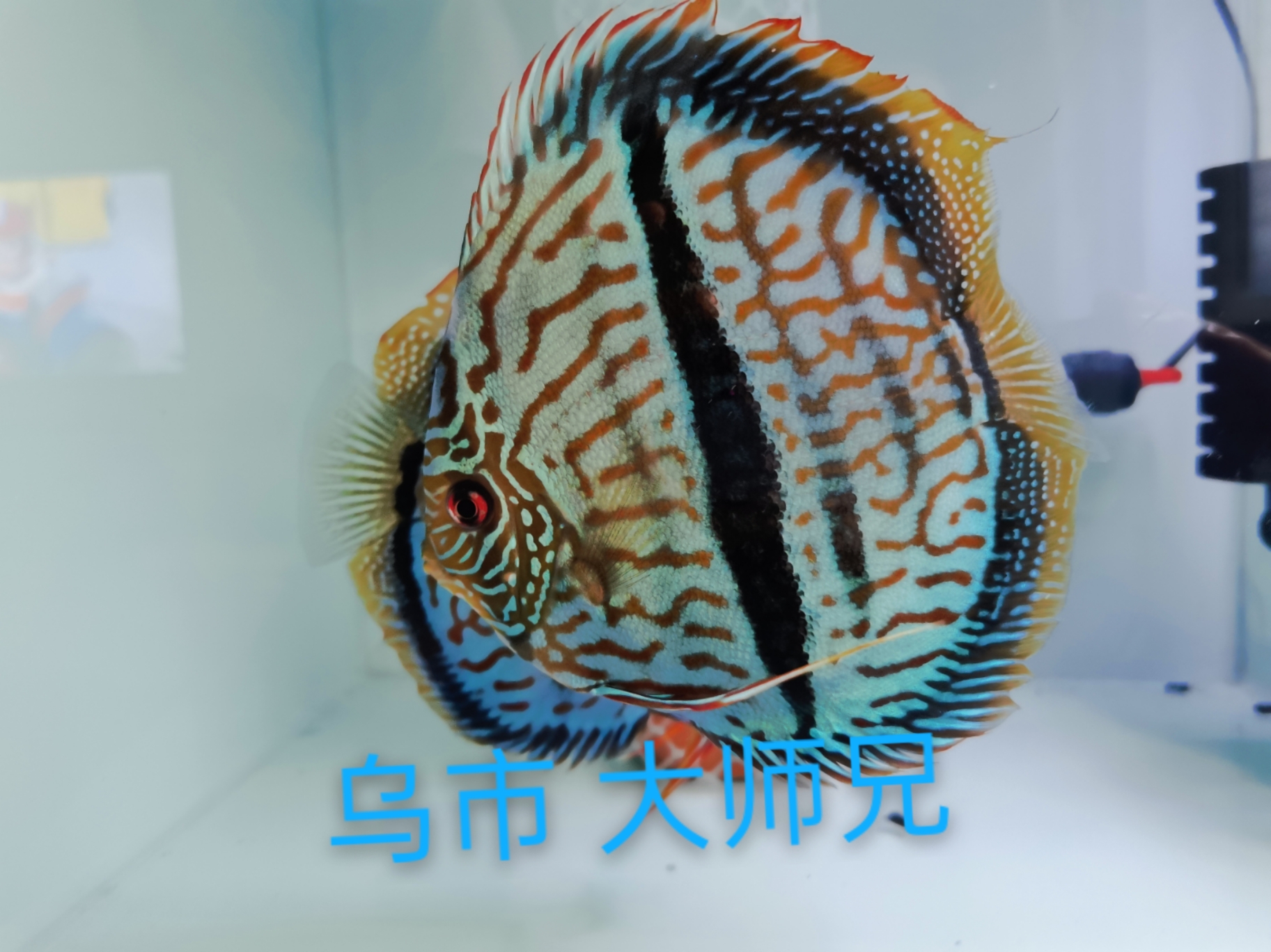 馬來一棟仙七彩神仙魚