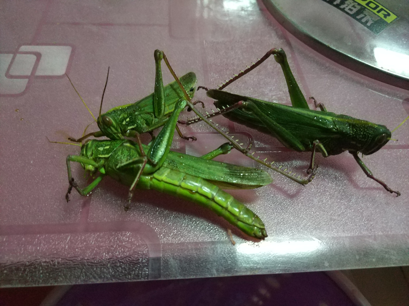 白山水族館:給愛龍改善一下伙食 高背金龍魚