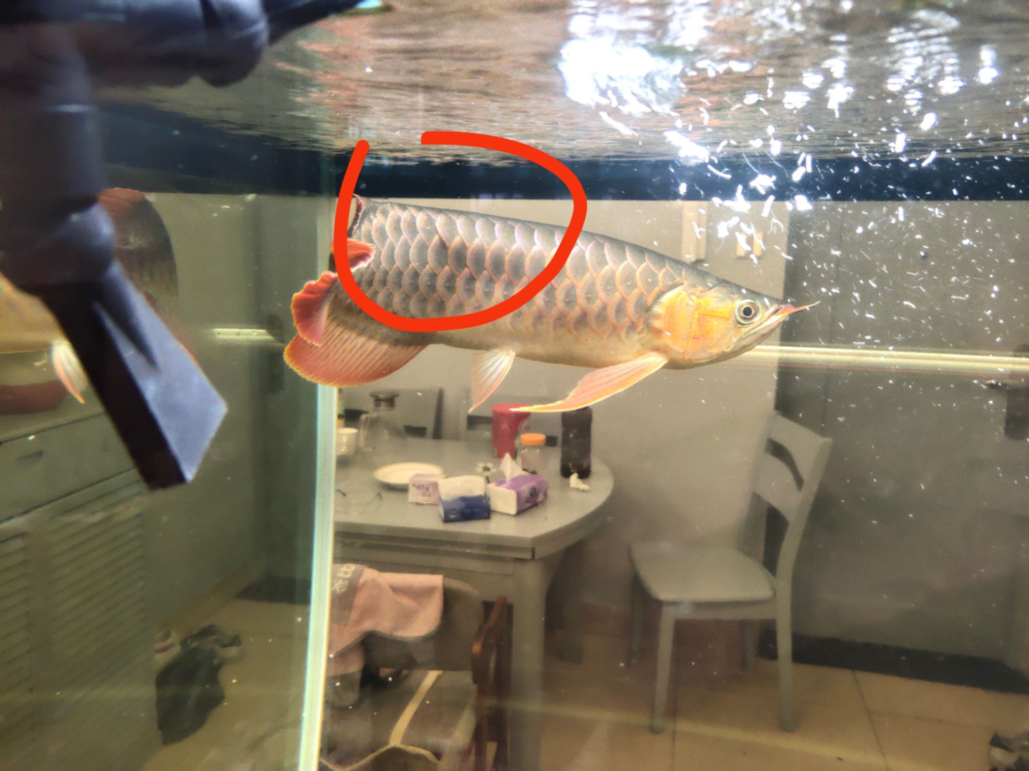 汕頭水族館:小家伙外寄了 B級過背金龍魚 第6張