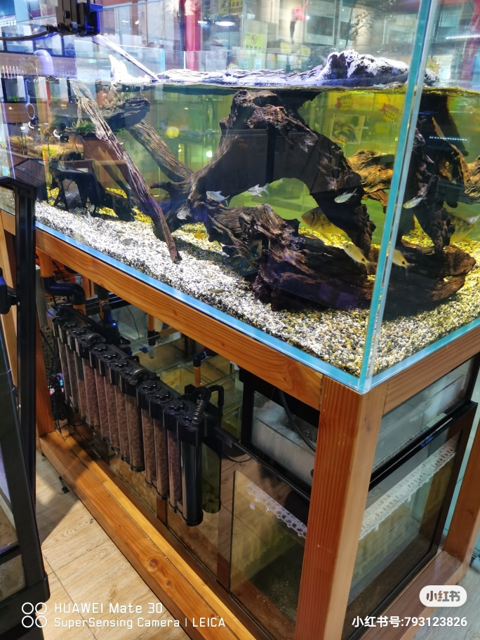 丹東水族批發(fā)市場:論NBA與龍魚的聯(lián)系 觀賞魚水族批發(fā)市場 第5張