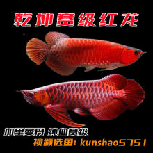 黃南藏族自治州水族館:草缸 新加坡號(hào)半紅龍魚（練手級(jí)紅龍魚） 第6張