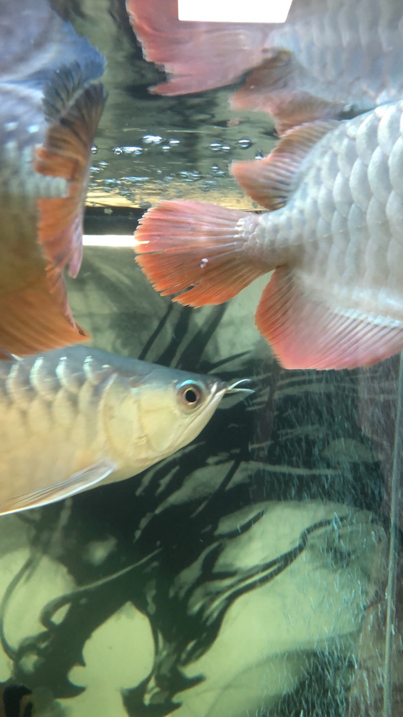 漢中水族館:求助大神們指點(diǎn) 紅龍福龍魚(yú)