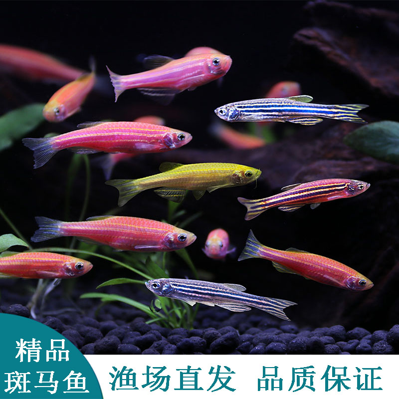 第五天 熱帶魚(yú)魚(yú)苗批發(fā) 第3張